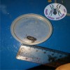 ISOPOD